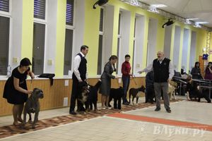 Всероссийская выставка собак в Великих Луках (фото)