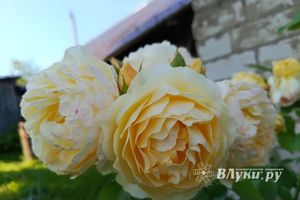 ВЛуки.ру