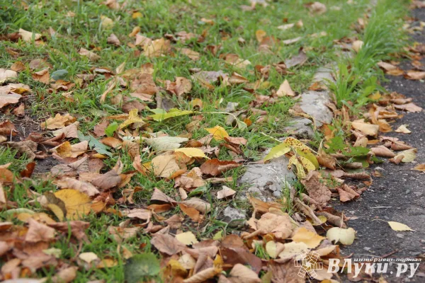 Сегодня великолучанам обещают пасмурный день