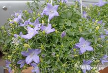 Сегодня в Великих Луках возможен небольшой дождь