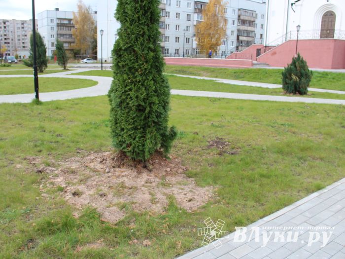 Куда исчезли пихты у Свято-Вознесенского собора в Великих Луках