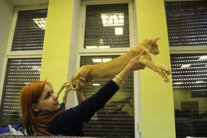 В Великих Луках прошла выставка кошек (фото)