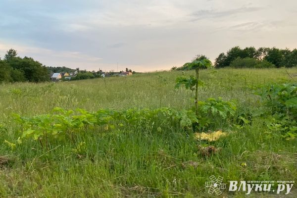 Оценка земельного участка: как проводится, преимущества такой услуги