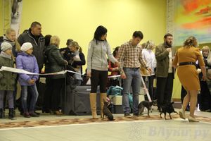 Всероссийская выставка собак «Великие Луки — 2014»