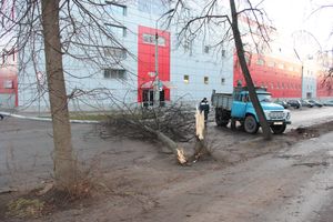 В Великих Луках дерево упало на проезжую часть 