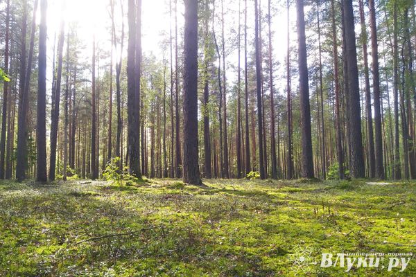 В Псковской области судебные приставы взыскали ущерб за нарушение лесного законодательства