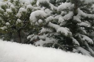 © ВЛуки.ру/Ирина Ловчая