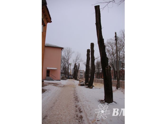 Одни ещё обрезают, а другие уже жалуются губернатору (ФОТО)