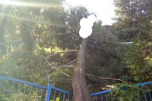 В Великих Луках дерево упало на забор садика (ФОТО)