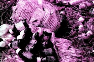 В Псковской области обнаружена незаконная свалка медицинских отходов (фото)