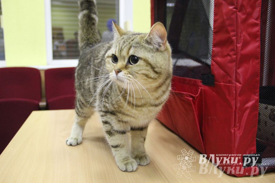 В Великих Луках прошла выставка кошек (фото)