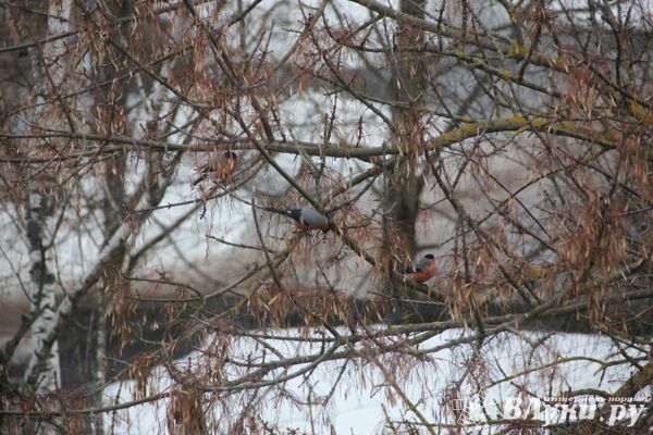 Прогноз погоды на 4 декабря в Великих Луках