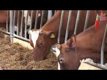 Рзвитие молочной отрасли, ремонт дорог, улучшение условий жизни-Великолукский район.