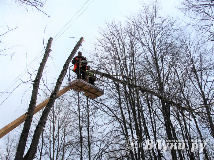 На проспекте Гагарина идет формовка деревьев (ФОТО)