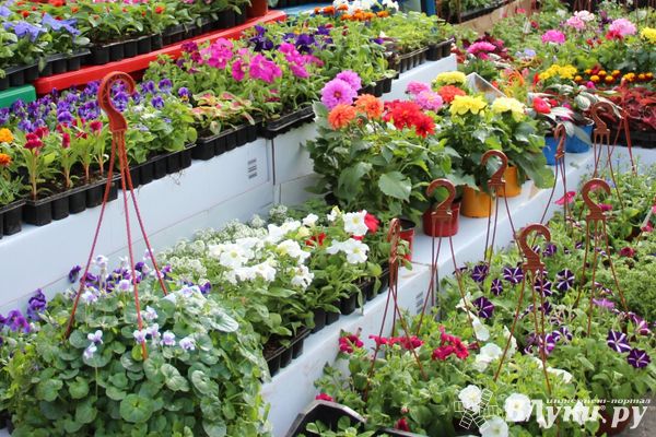 Псковский Россельхознадзор запретил ввоз свежих цветов, бутонов, декоративной зелени