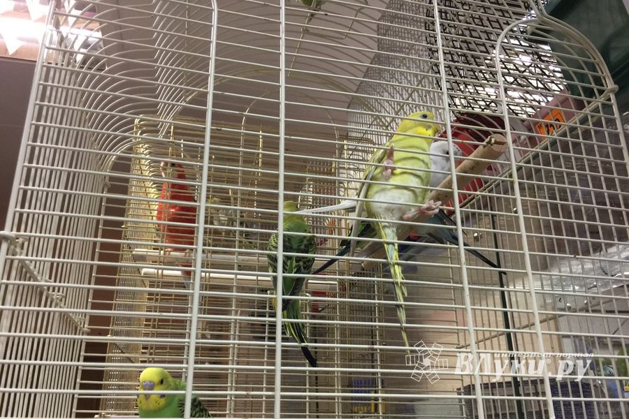 «Zooбастики»: подарите праздник своим любимцам! (ФОТО+ВИДЕО)