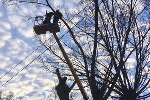 В Великих Луках удаляют угрожающие гражданам ветви (ФОТО)