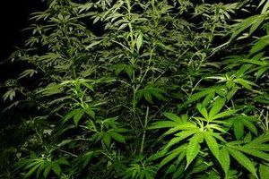 Житель Санкт-Петербурга вырастил «плантацию» конопли в Псковской области (фото)