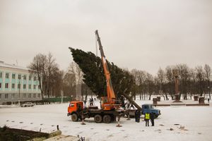 Ёлочка приехала! (ФОТО)