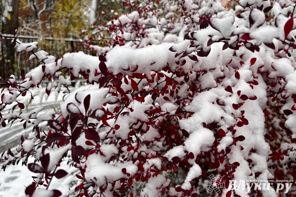 Сегодня в Великих Луках ожидается переменная облачность