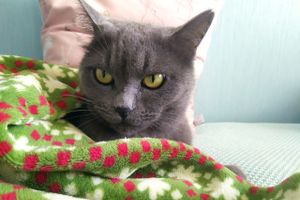 ©ВЛуки.ру