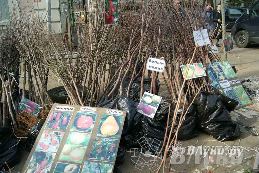 Весенняя ярмарка 2013 прошла в Великих Луках