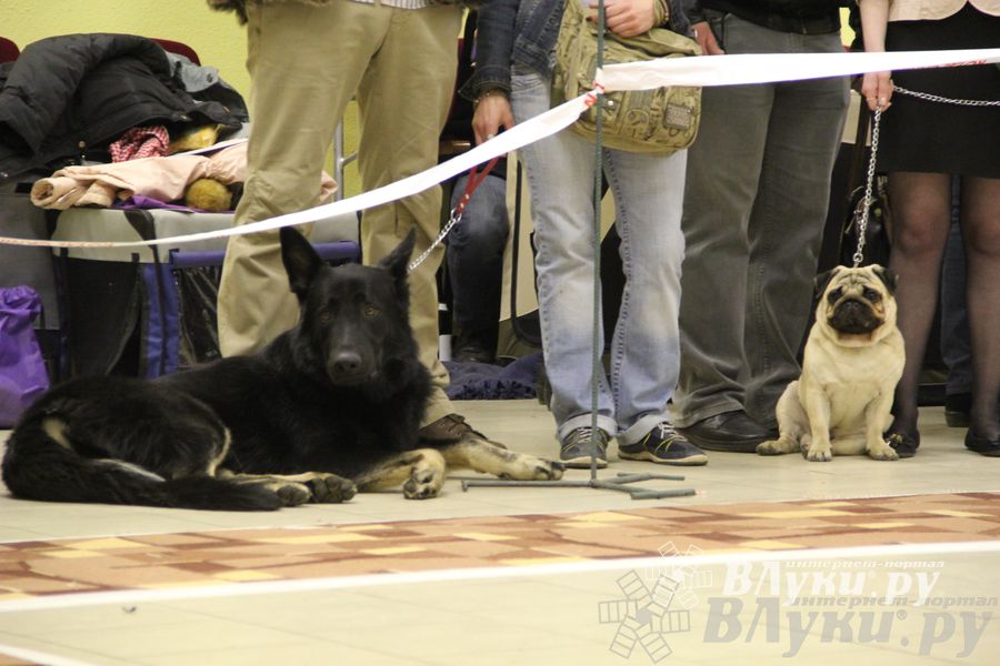 Всероссийская выставка собак «Великие Луки — 2014»