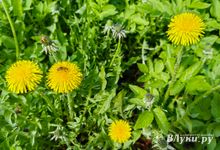 Прогноз погоды на 21 мая в Великих Луках