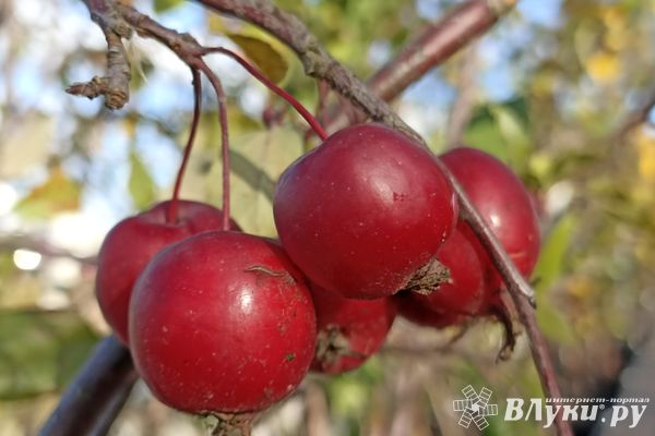 Сегодня в Великих Луках будет пасмурно