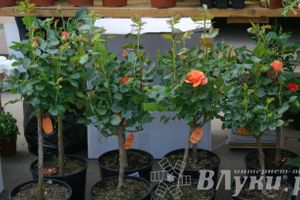 Весенняя ярмарка 2013 прошла в Великих Луках