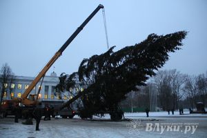 В Великих Луках установили новогоднюю елку (фото)