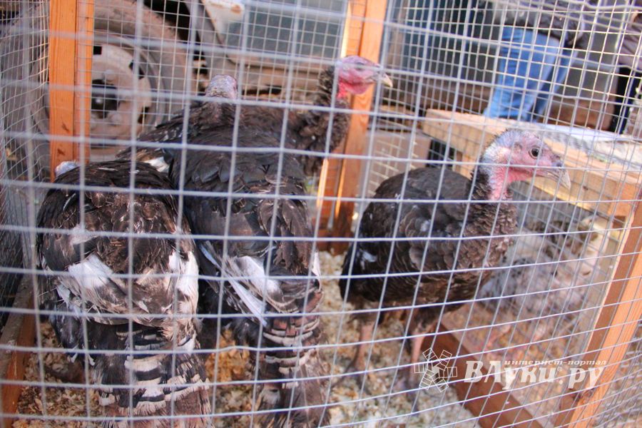 Торговая ярмарка «Осень-2016» прошла в Великих Луках (ФОТО)