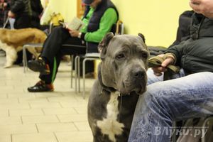 Всероссийская выставка собак в Великих Луках (фото)