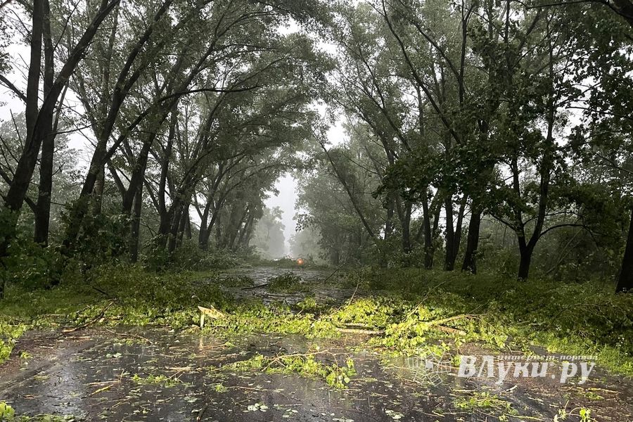 Весь ужас вчерашнего урагана в Великих Луках и районе (ФОТО, ВИДЕО)