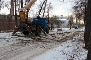 На проспекте Гагарина идет формовка деревьев (ФОТО)
