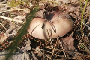 © ВЛуки.ру/Ловчая Ирина