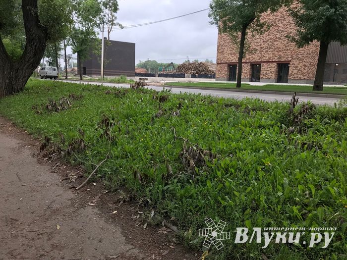 Грозы добавляют неухоженности Великим Лукам (ФОТО)