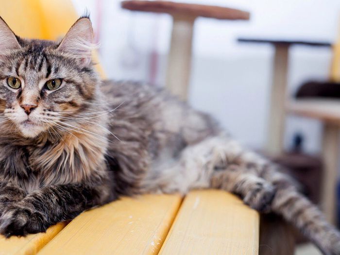 В Великих Луках пройдет контактная зоовыставка — время гладить котиков! (ФОТО)