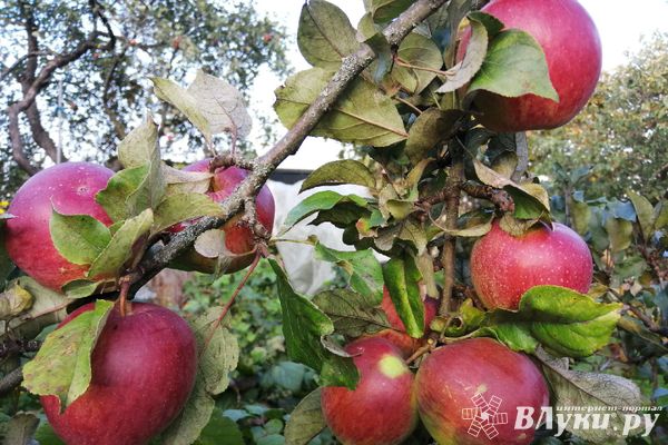 Прогноз погоды на 24 августа в Великих Луках