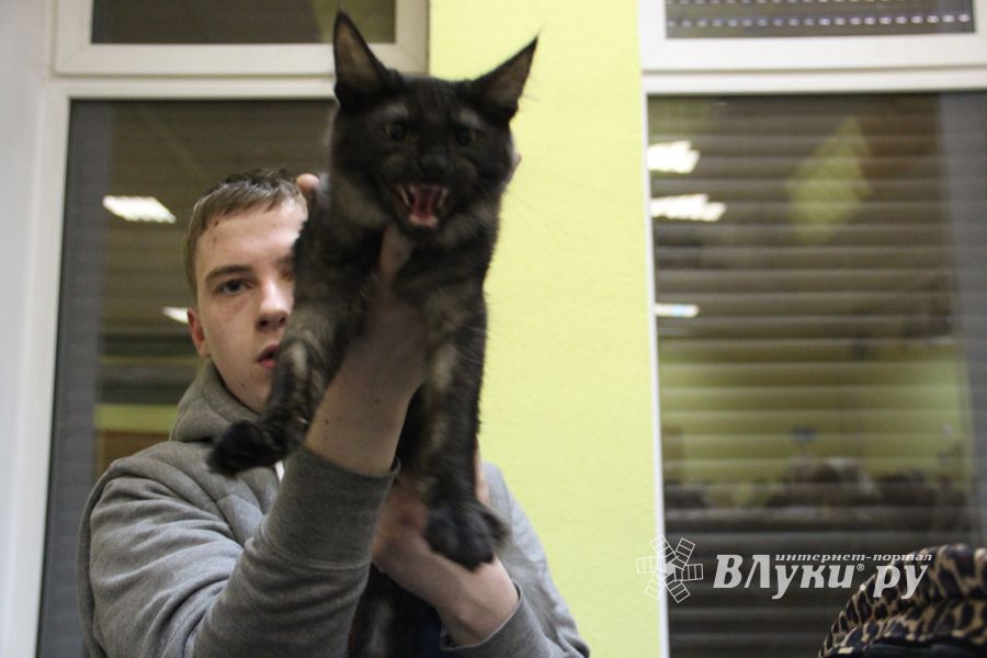 В Великих Луках прошла выставка кошек (фото)