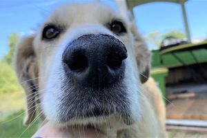 «Zooбастики» и ВЛуки.ру объявляют фотоконкурс «Пёс-кожаный нос»