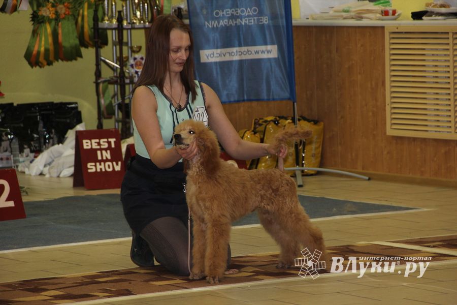Всероссийская выставка собак в Великих Луках (фото)