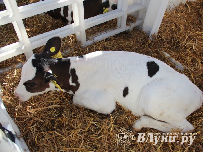 Торговая ярмарка «Осень-2016» прошла в Великих Луках (ФОТО)