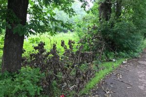 Грозы добавляют неухоженности Великим Лукам (ФОТО)