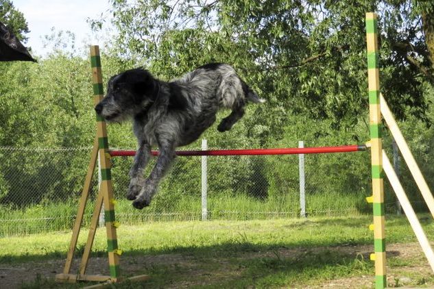 В Великих Луках прошли спортивные соревнования среди собаководов (ФОТО)