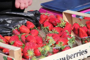 Универсальная торговая ярмарка «Весна-2015» прошла в Великих Луках (фото)