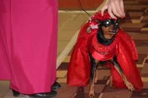 Всероссийская выставка собак в Великих Луках (фото)