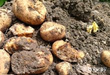 Не сгнила, так сгрызут: великолукские дачники жалуются на медведку