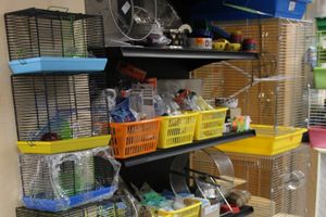 «Zooбастики»: подарите праздник своим любимцам! (ФОТО+ВИДЕО)