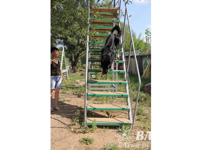 День открытых дверей на спортивно-дрессировочной площадке